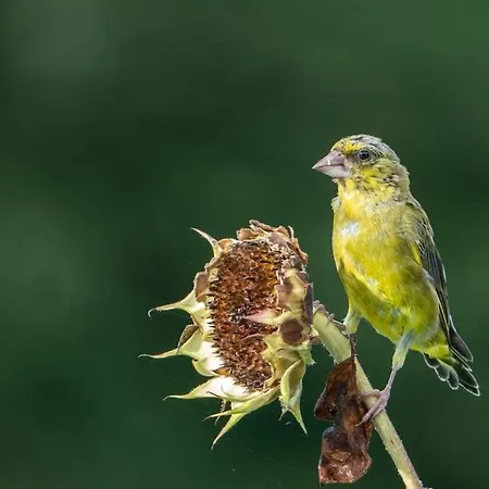 Nyaraló Casa Rosa *