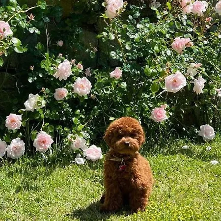 Ferienhaus Casa Rosa *