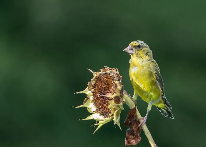 Nyaraló Casa Rosa *