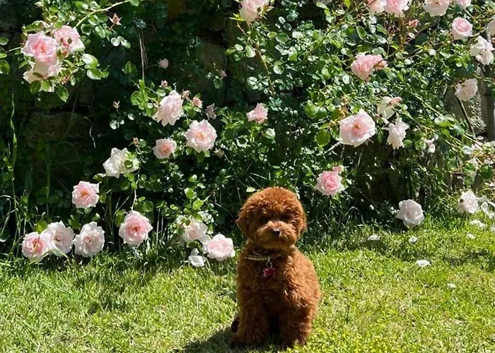 Nyaraló Casa Rosa *